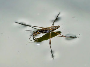 Insect on Water